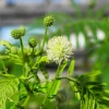 Illinois Bundleflower Seeds - Prairie Mimosa Desmanthus Illinoensis Flower Seeds - 100 Seeds - Image 1