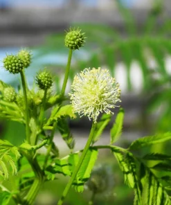 Illinois Bundleflower Seeds - Prairie Mimosa Desmanthus Illinoensis Flower Seeds - 100 Seeds - Image 1