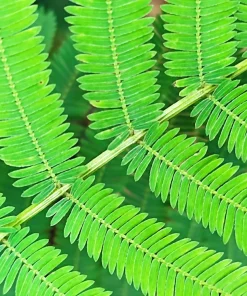 Illinois Bundleflower Seeds - Prairie Mimosa Desmanthus Illinoensis Flower Seeds - 100 Seeds - Image 10