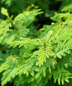 Illinois Bundleflower Seeds - Prairie Mimosa Desmanthus Illinoensis Flower Seeds - 100 Seeds - Image 11