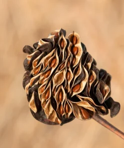 Illinois Bundleflower Seeds - Prairie Mimosa Desmanthus Illinoensis Flower Seeds - 100 Seeds - Image 3
