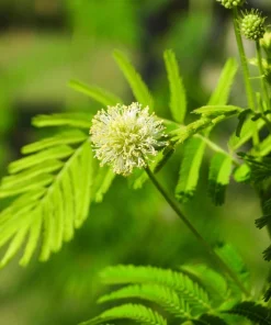 Illinois Bundleflower Seeds - Prairie Mimosa Desmanthus Illinoensis Flower Seeds - 100 Seeds - Image 4
