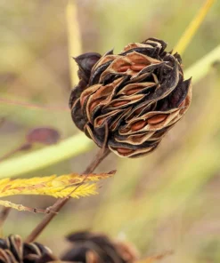 Illinois Bundleflower Seeds - Prairie Mimosa Desmanthus Illinoensis Flower Seeds - 100 Seeds - Image 5
