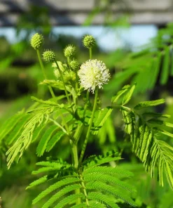 Illinois Bundleflower Seeds - Prairie Mimosa Desmanthus Illinoensis Flower Seeds - 100 Seeds - Image 6