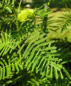 Illinois Bundleflower Seeds - Prairie Mimosa Desmanthus Illinoensis Flower Seeds - 100 Seeds - Image 7