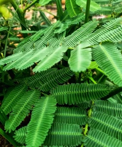 Illinois Bundleflower Seeds - Prairie Mimosa Desmanthus Illinoensis Flower Seeds - 100 Seeds - Image 9
