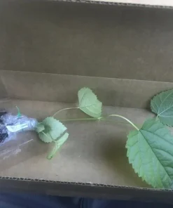 Illinois Everbearing Mulberry Tree Live Plant - Sweet Fruit - USDA Zones 4-10 - Image 2
