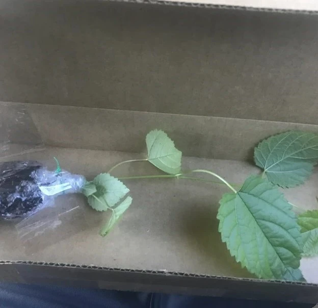 Illinois Everbearing Mulberry Tree Live Plant - Sweet Fruit - USDA Zones 4-10 - Image 2