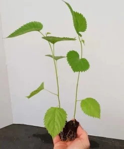 Illinois Everbearing Mulberry Tree Live Plant - Sweet Fruit - USDA Zones 4-10 - Image 3