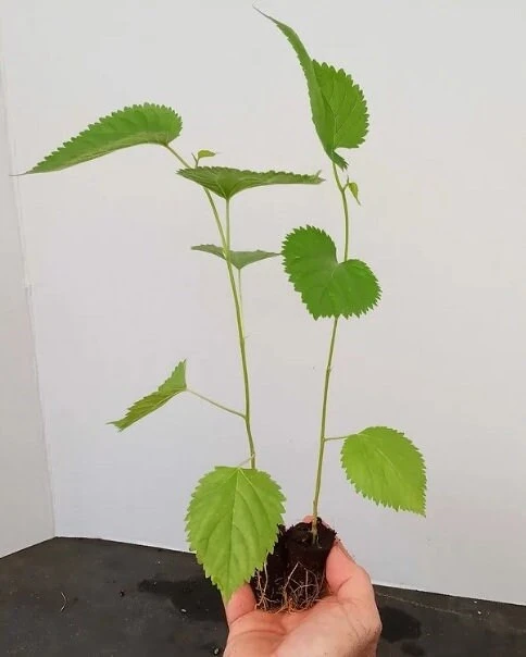 Illinois Everbearing Mulberry Tree Live Plant - Sweet Fruit - USDA Zones 4-10 - Image 3