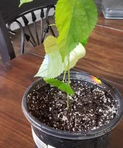 Illinois Everbearing Mulberry Tree Live Plant - Sweet Fruit - USDA Zones 4-10 - Image 4