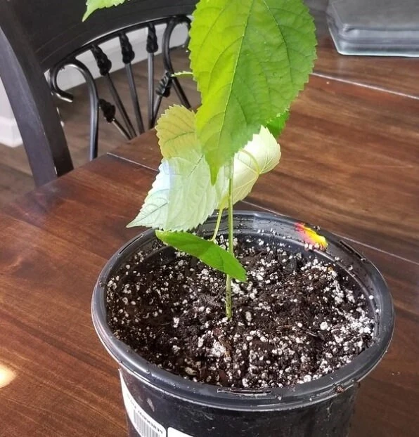 Illinois Everbearing Mulberry Tree Live Plant - Sweet Fruit - USDA Zones 4-10 - Image 4