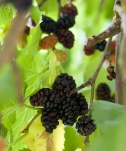 Illinois Everbearing Mulberry Tree Live Plant - Sweet Fruit - USDA Zones 4-10 - Image 5