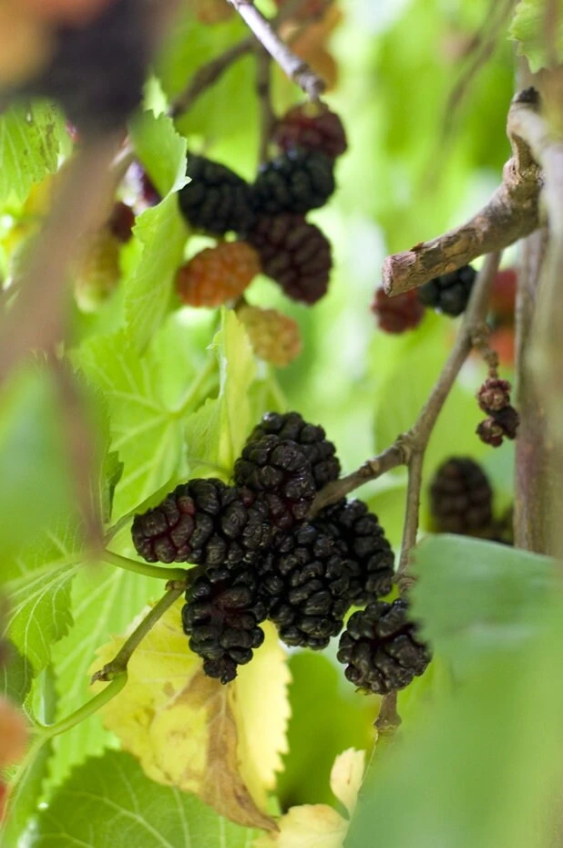 Illinois Everbearing Mulberry Tree Live Plant - Sweet Fruit - USDA Zones 4-10 - Image 5