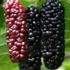 Illinois Everbearing Mulberry Tree Live Plant - Sweet Fruit - USDA Zones 4-10 - Image 1