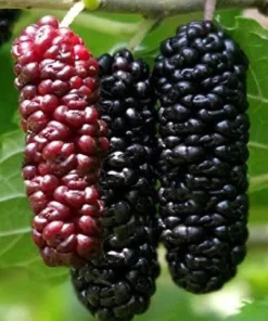 Illinois Everbearing Mulberry Tree Live Plant - Sweet Fruit - USDA Zones 4-10 - Image 1