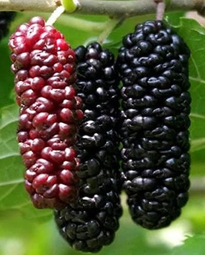 Illinois Everbearing Mulberry Tree Live Plant - Sweet Fruit - USDA Zones 4-10 - Image 1