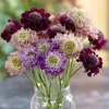 Imperial Pincushion Flower Seeds - 50 Heirloom Scabiosa atropurpurea for Gardens & Cut Flowers - Image 1