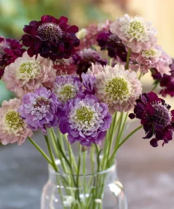 Imperial Pincushion Flower Seeds - 50 Heirloom Scabiosa atropurpurea for Gardens & Cut Flowers - Image 1
