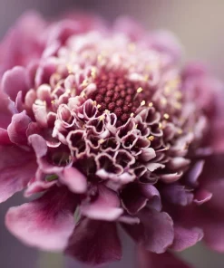Imperial Pincushion Flower Seeds - 50 Heirloom Scabiosa atropurpurea for Gardens & Cut Flowers - Image 2
