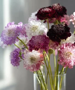 Imperial Pincushion Flower Seeds - 50 Heirloom Scabiosa atropurpurea for Gardens & Cut Flowers - Image 3