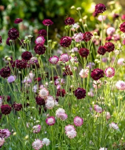Imperial Pincushion Flower Seeds - 50 Heirloom Scabiosa atropurpurea for Gardens & Cut Flowers - Image 4