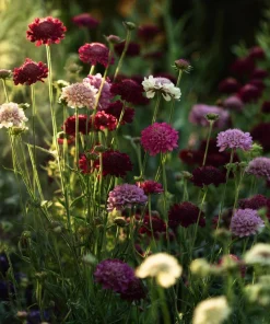 Imperial Pincushion Flower Seeds - 50 Heirloom Scabiosa atropurpurea for Gardens & Cut Flowers - Image 5