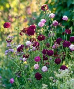 Imperial Pincushion Flower Seeds - 50 Heirloom Scabiosa atropurpurea for Gardens & Cut Flowers - Image 6