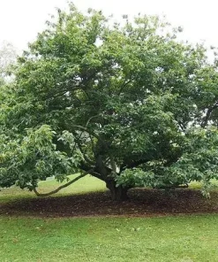 Improved Chinese Chestnut Live Tree - Nut Producing, 18-30" Tall, Outdoor - Image 2
