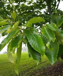 Improved Chinese Chestnut Live Tree - Nut Producing, 18-30