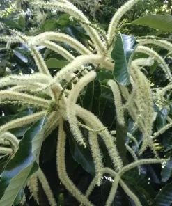 Improved Chinese Chestnut Live Tree - Nut Producing, 18-30