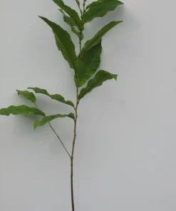Improved Chinese Chestnut Live Tree - Nut Producing, 18-30