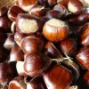Improved Chinese Chestnut Live Tree - Nut Producing, 18-30" Tall, Outdoor - Image 1