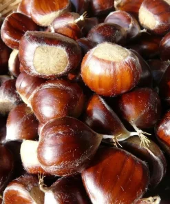 Improved Chinese Chestnut Live Tree - Nut Producing, 18-30" Tall, Outdoor - Image 1