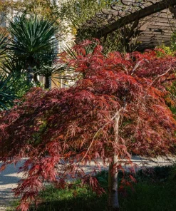 Inaba Shidare Japanese Maple Tree Seeds - Weeping Red Laceleaf Acer Palmatum Dissectum - 10 Seeds - Image 10