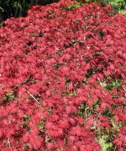Inaba Shidare Japanese Maple Tree Seeds - Weeping Red Laceleaf Acer Palmatum Dissectum - 10 Seeds - Image 2