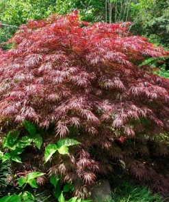 Inaba Shidare Japanese Maple Tree Seeds - Weeping Red Laceleaf Acer Palmatum Dissectum - 10 Seeds - Image 3