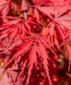 Inaba Shidare Japanese Maple Tree Seeds - Weeping Red Laceleaf Acer Palmatum Dissectum - 10 Seeds - Image 4