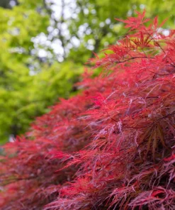 Inaba Shidare Japanese Maple Tree Seeds - Weeping Red Laceleaf Acer Palmatum Dissectum - 10 Seeds - Image 5