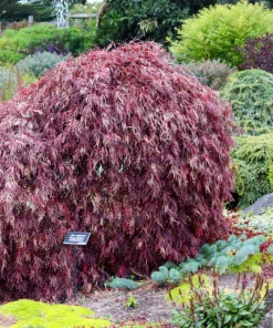 Inaba Shidare Japanese Maple Tree Seeds - Weeping Red Laceleaf Acer Palmatum Dissectum - 10 Seeds - Image 6