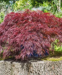 Inaba Shidare Japanese Maple Tree Seeds - Weeping Red Laceleaf Acer Palmatum Dissectum - 10 Seeds - Image 7