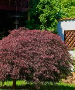 Inaba Shidare Japanese Maple Tree Seeds - Weeping Red Laceleaf Acer Palmatum Dissectum - 10 Seeds - Image 8