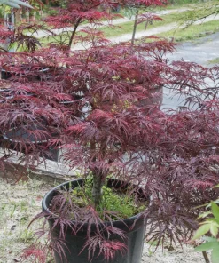 Inaba Shidare Japanese Maple Tree Seeds - Weeping Red Laceleaf Acer Palmatum Dissectum - 10 Seeds - Image 9
