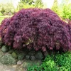 Inaba Shidare Japanese Maple Tree Seeds - Weeping Red Laceleaf Acer Palmatum Dissectum - 10 Seeds - Image 1