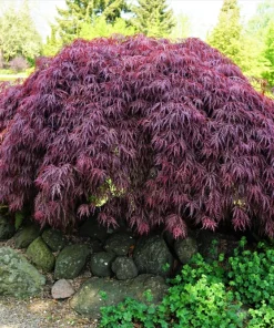 Inaba Shidare Japanese Maple Tree Seeds - Weeping Red Laceleaf Acer Palmatum Dissectum - 10 Seeds - Image 1