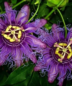 Incense Passiflora Live Plant 4-6 Inch Tall - Fragrant Purple Passionflower Vine - Image 2