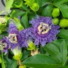Incense Passiflora Live Plant 4-6 Inch Tall - Fragrant Purple Passionflower Vine - Image 1