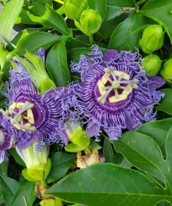 Incense Passiflora Live Plant 4-6 Inch Tall - Fragrant Purple Passionflower Vine - Image 1
