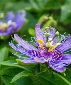 Incense Passiflora Live Plant 4-6 Inch Tall - Fragrant Purple Passionflower Vine - Image 3