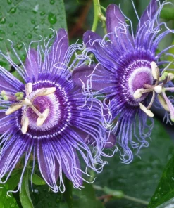 Incense Passiflora Live Plant 4-6 Inch Tall - Fragrant Purple Passionflower Vine - Image 4